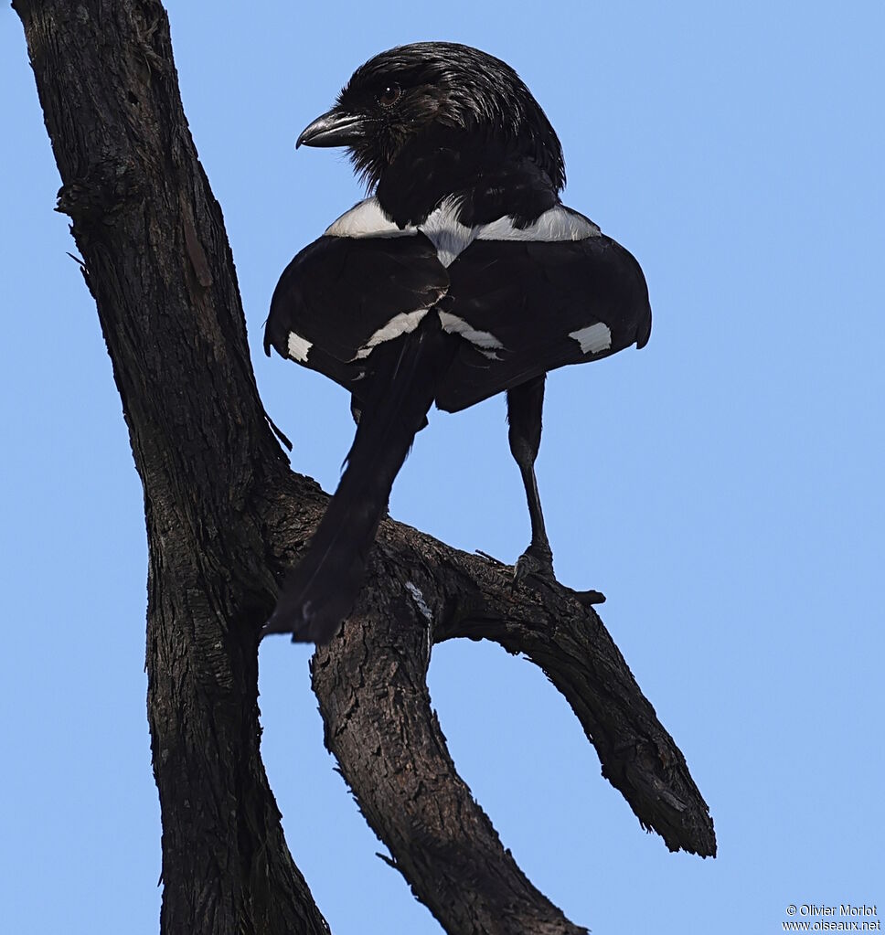 Magpie Shrike