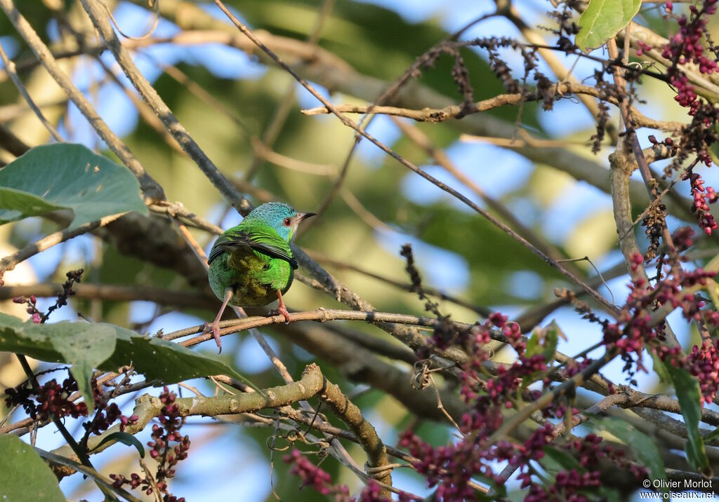 Dacnis bleu femelle