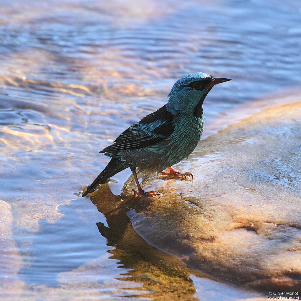 Blue Dacnis male