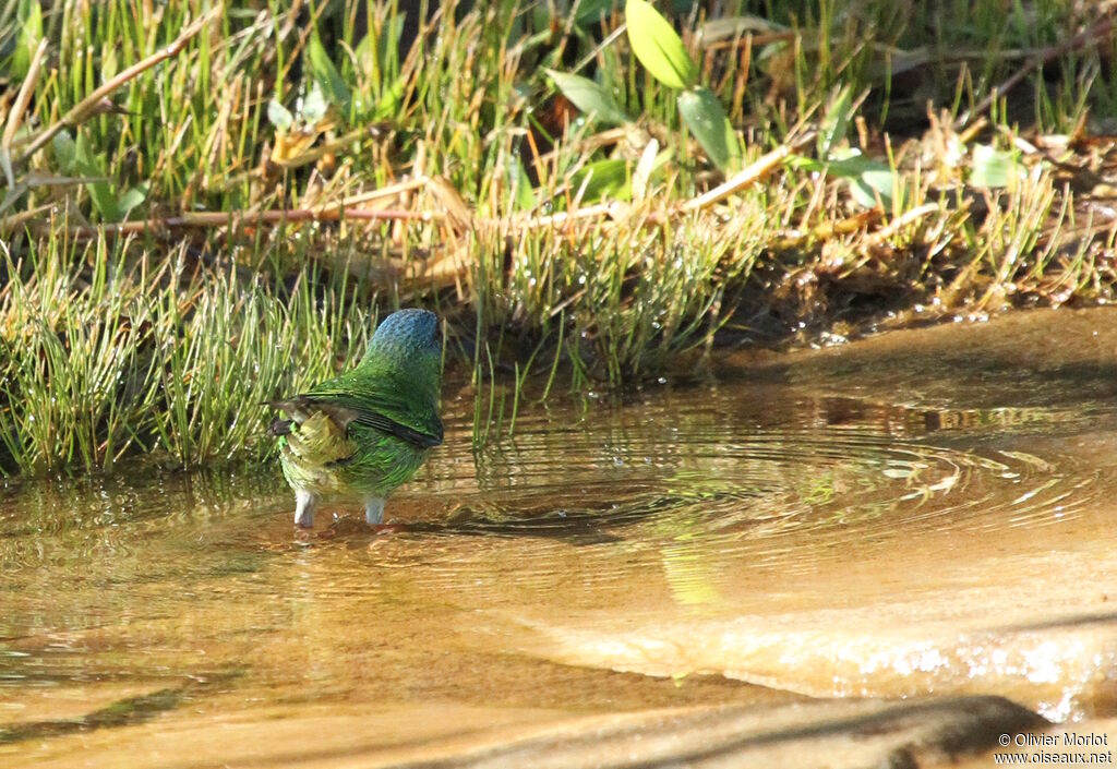 Blue Dacnis female