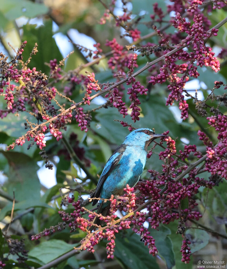 Dacnis bleu mâle