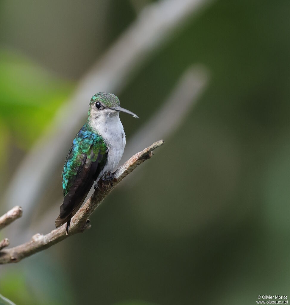 Dryade à queue fourchue femelle