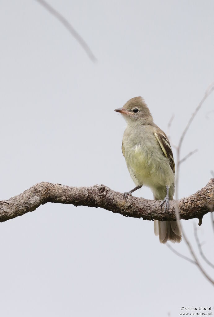 Élénie à ventre jaune