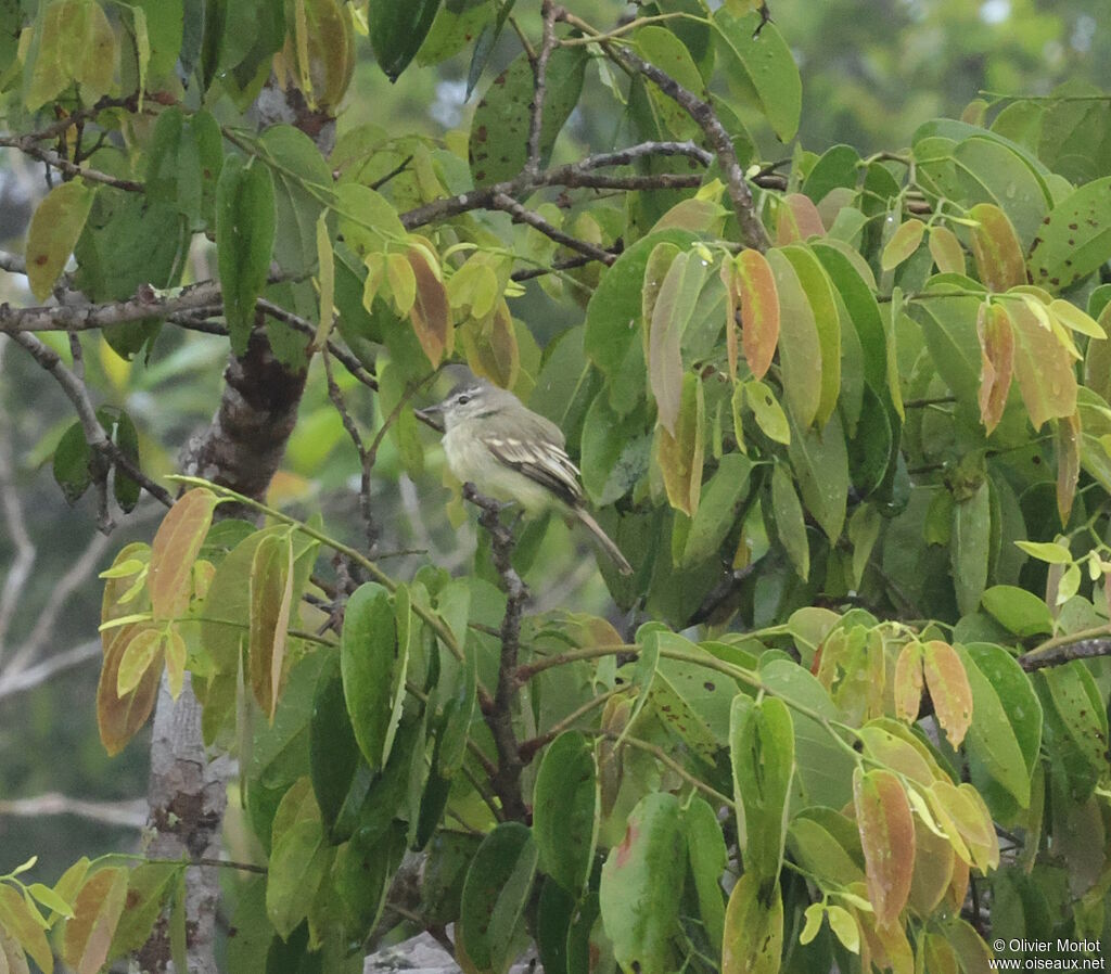 Forest Elaenia