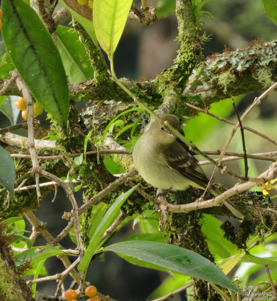 Mountain Elaenia