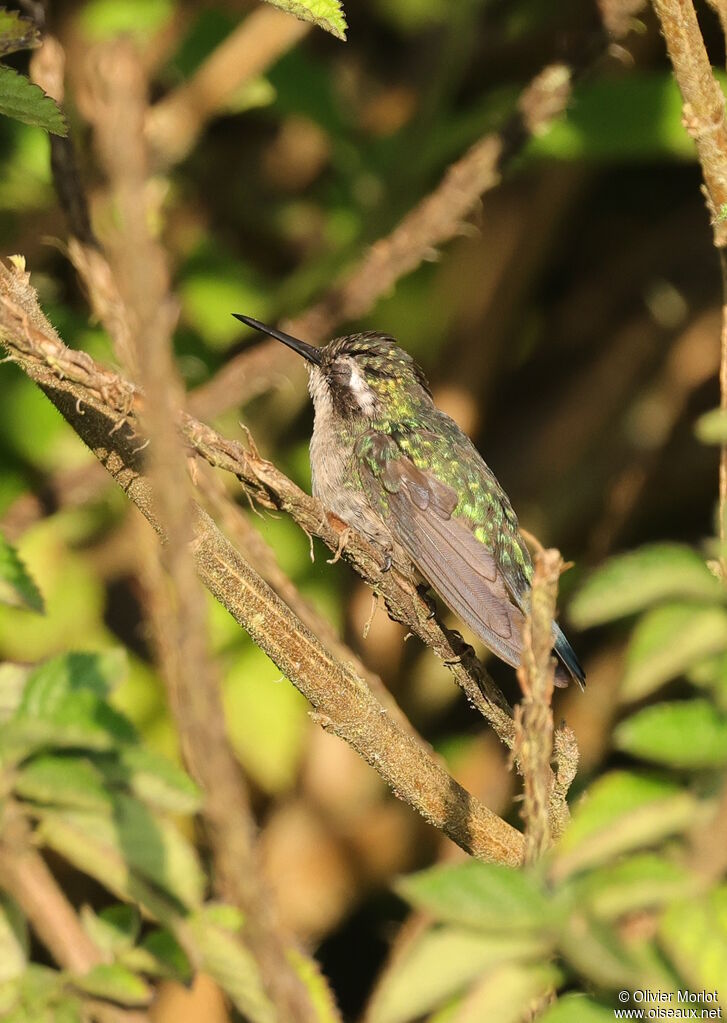 Western Emerald female