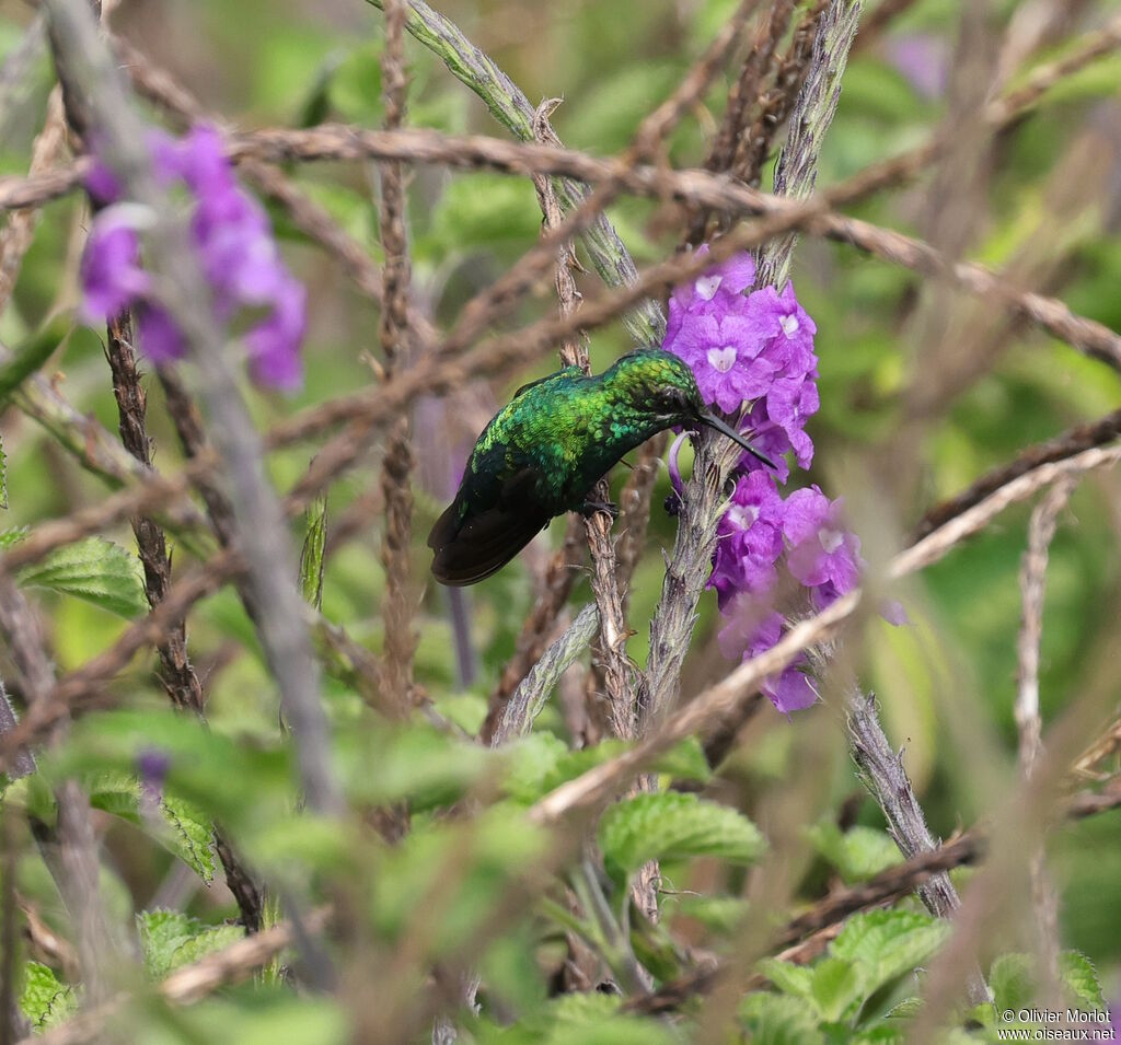 Western Emerald male