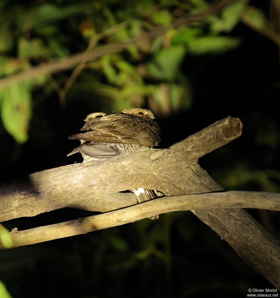 Engoulevent leucopyge