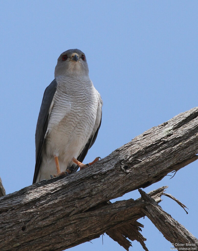 Shikra