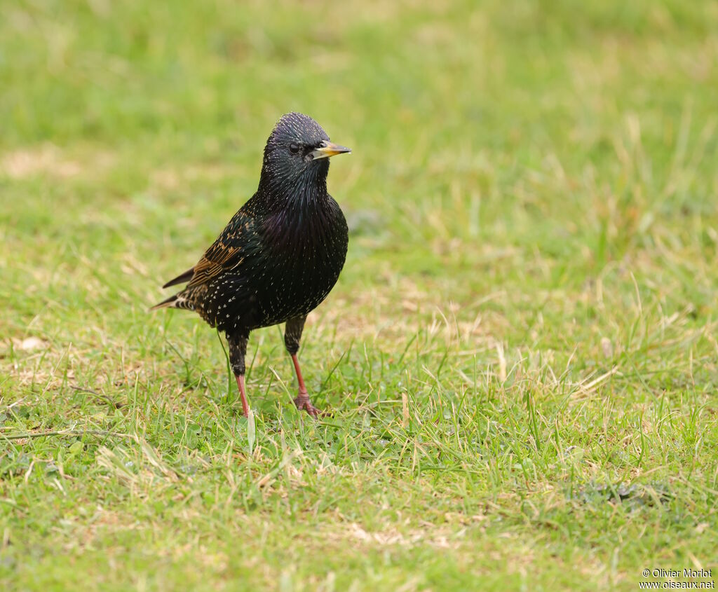 Common Starling