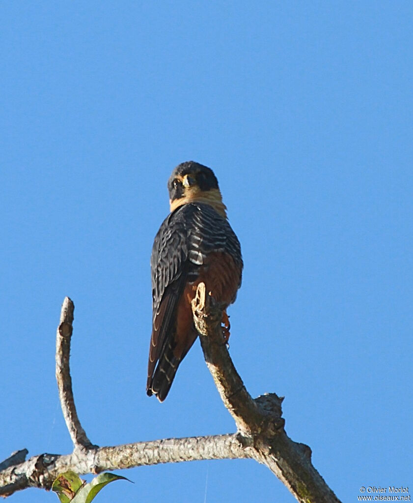 Bat Falcon