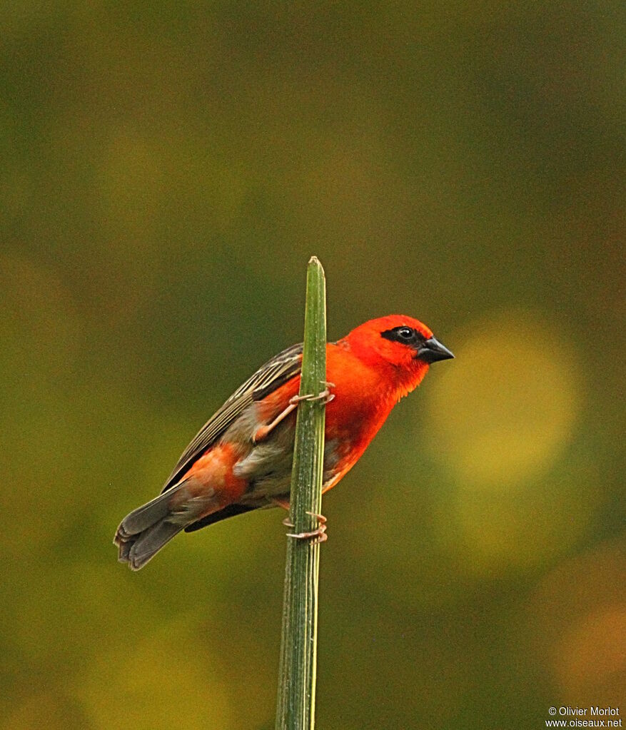 Red Fody