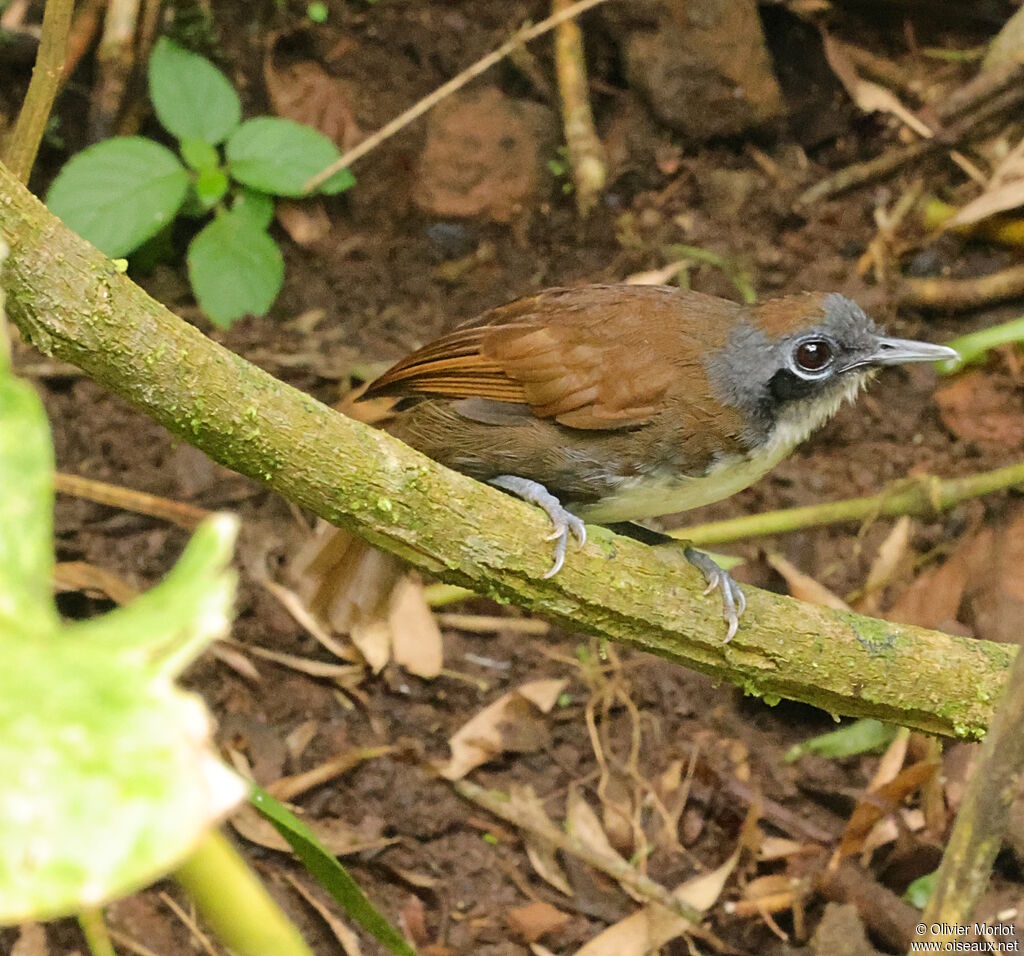 Fourmilier bicolore