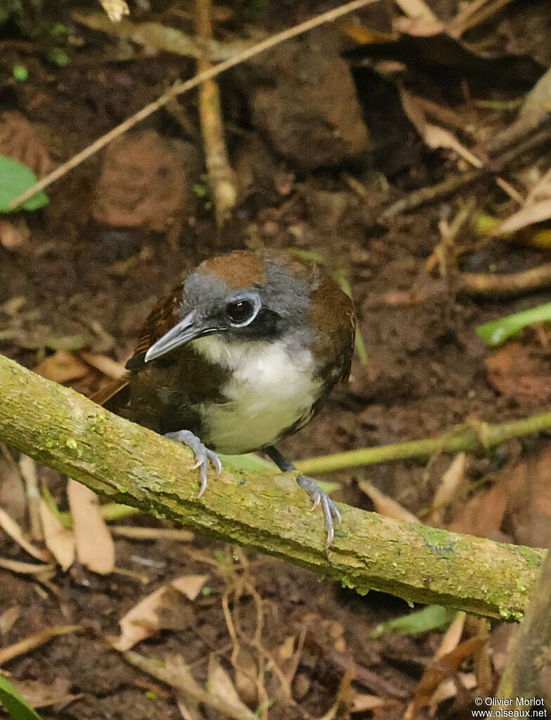 Bicolored Antbird