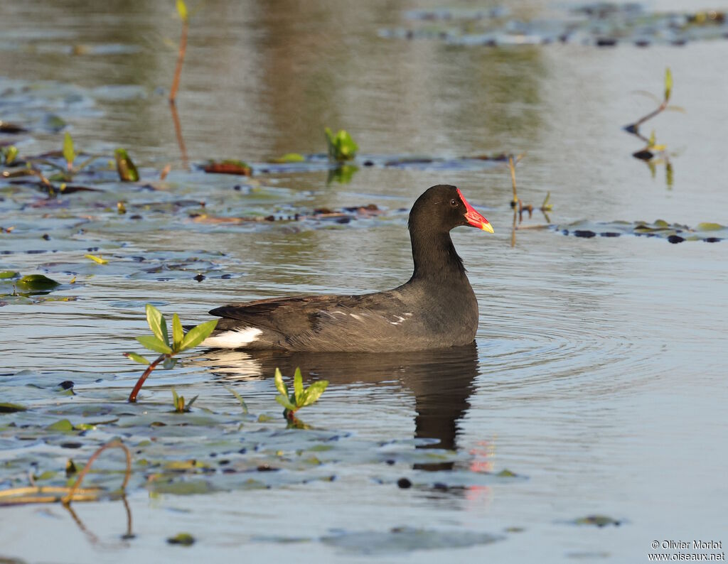 Gallinule d'Amérique