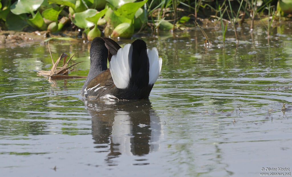 Gallinule poule-d'eau
