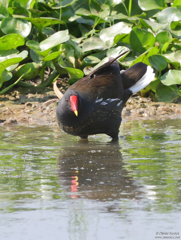 Gallinule poule-d'eau