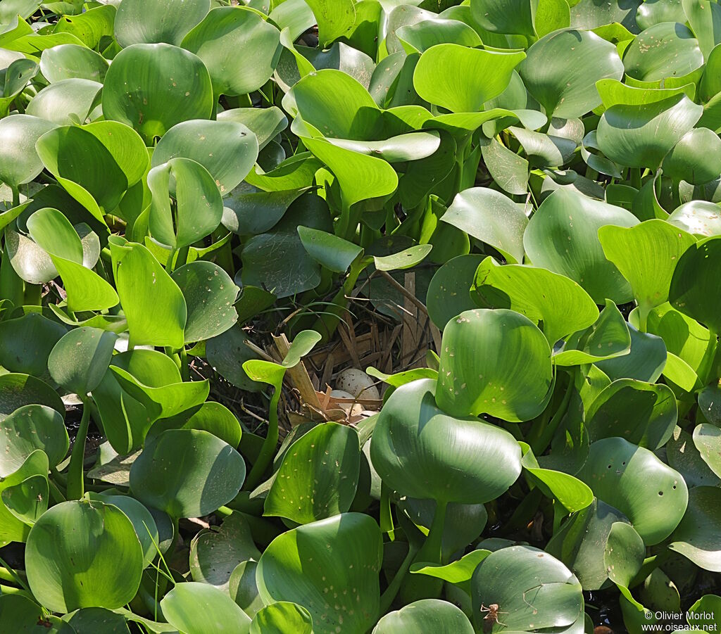 Gallinule poule-d'eau