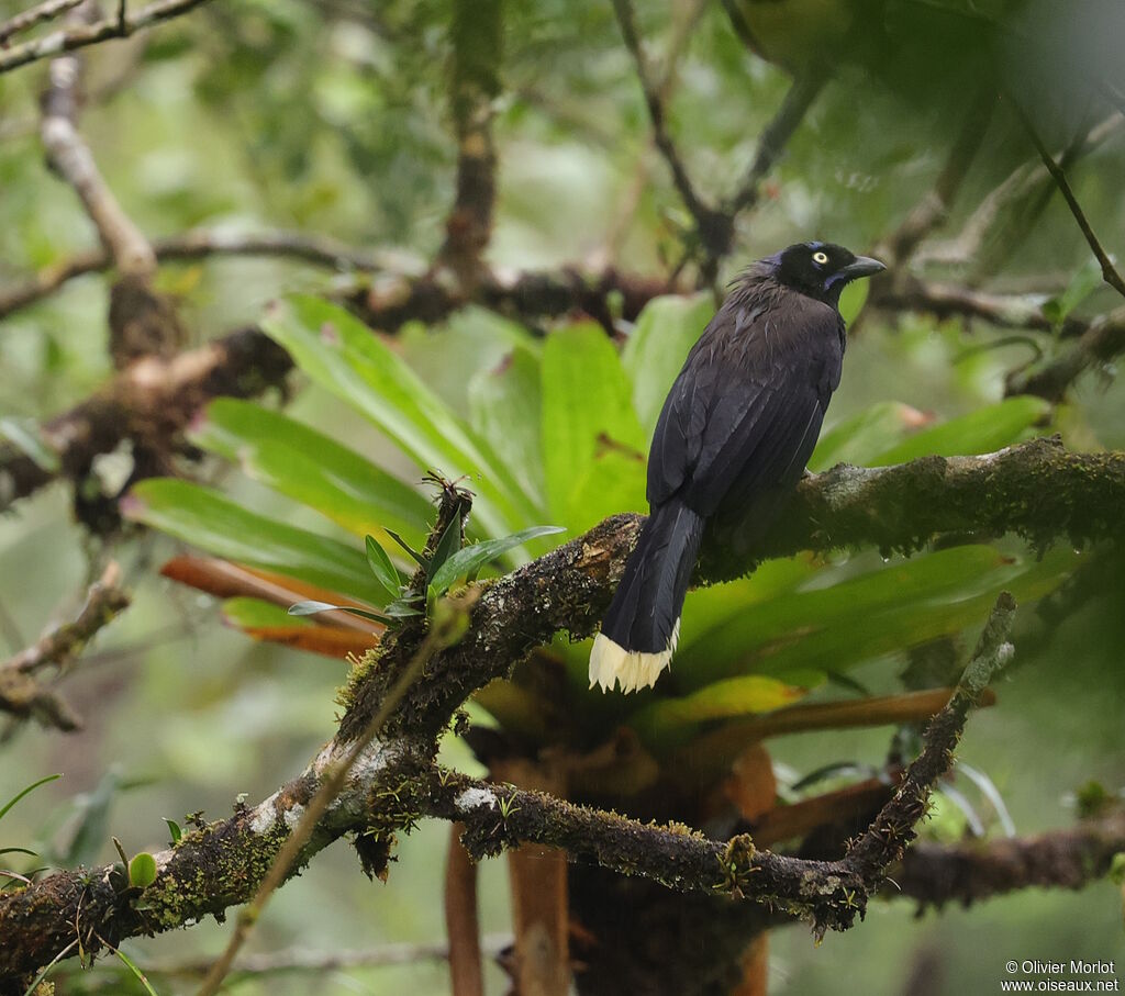 Black-chested Jay