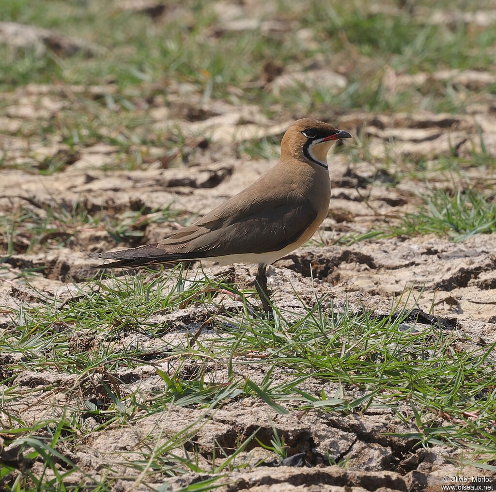Oriental Pratincole