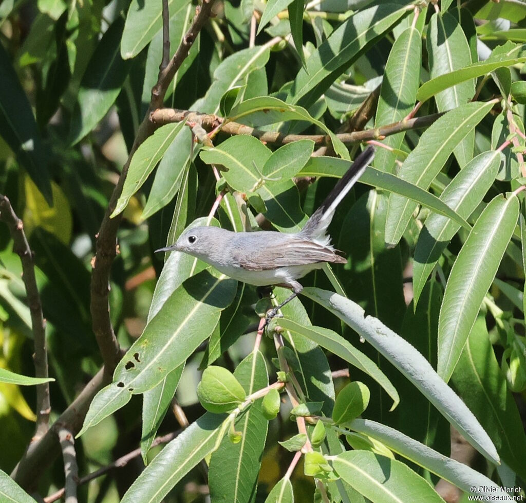 Blue-grey Gnatcatcher