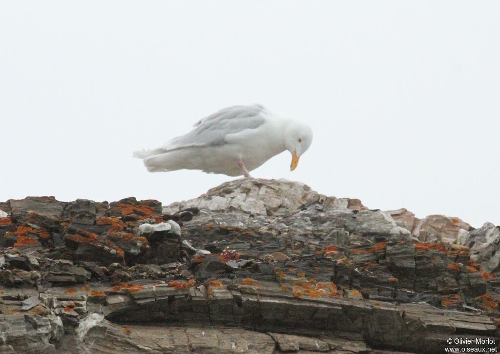 Glaucous Gull