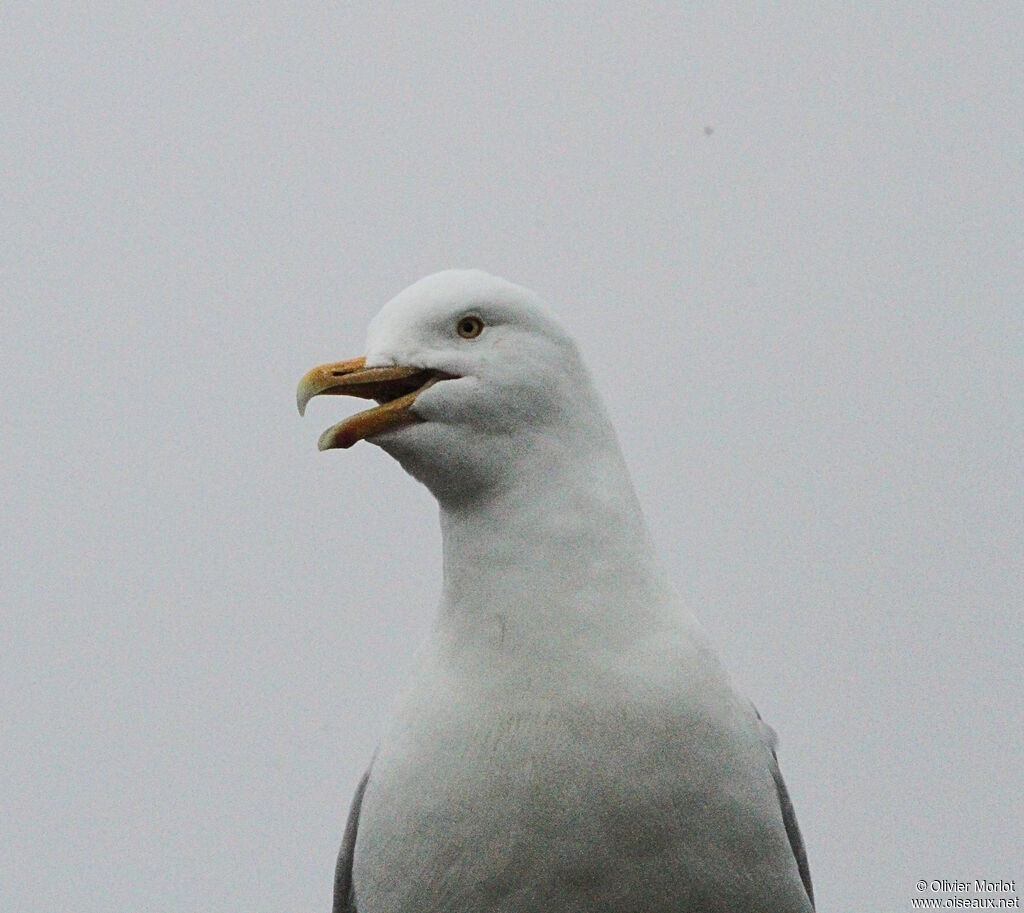 Glaucous Gull