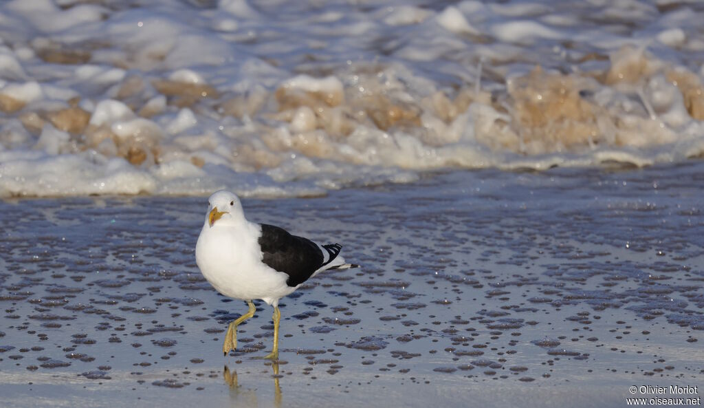 Kelp Gull