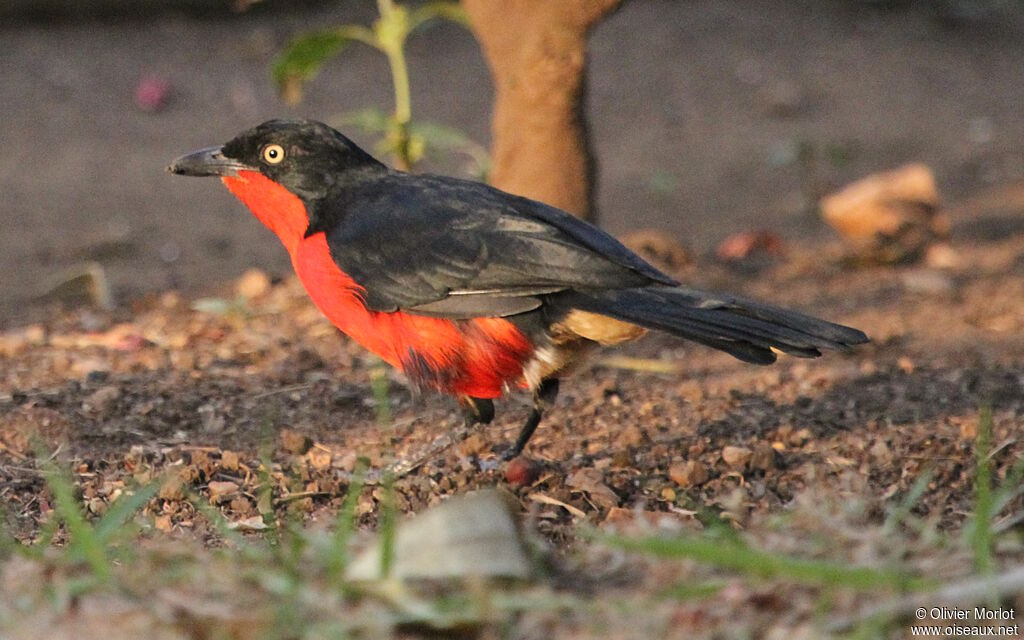 Black-headed Gonolek