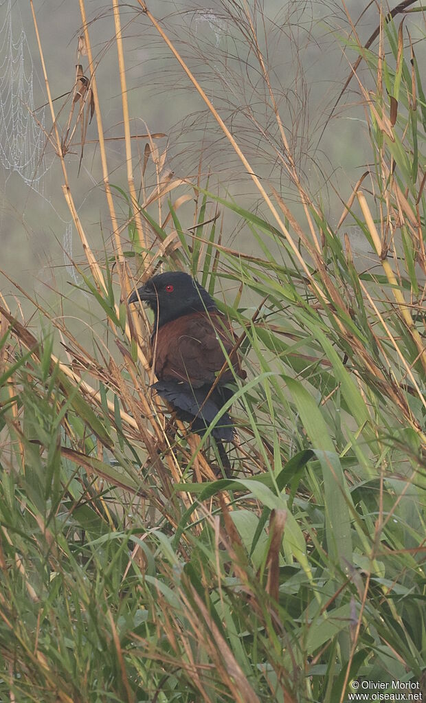 Greater Coucal