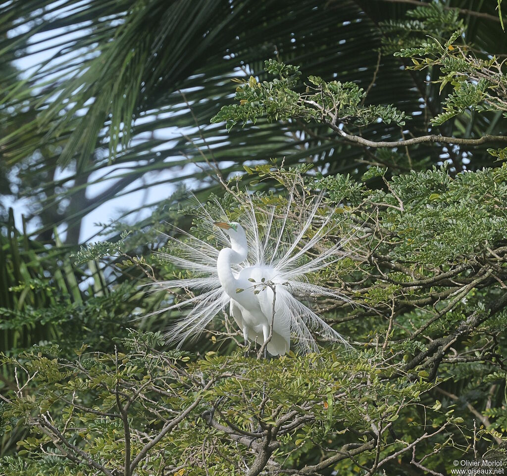 Great Egret