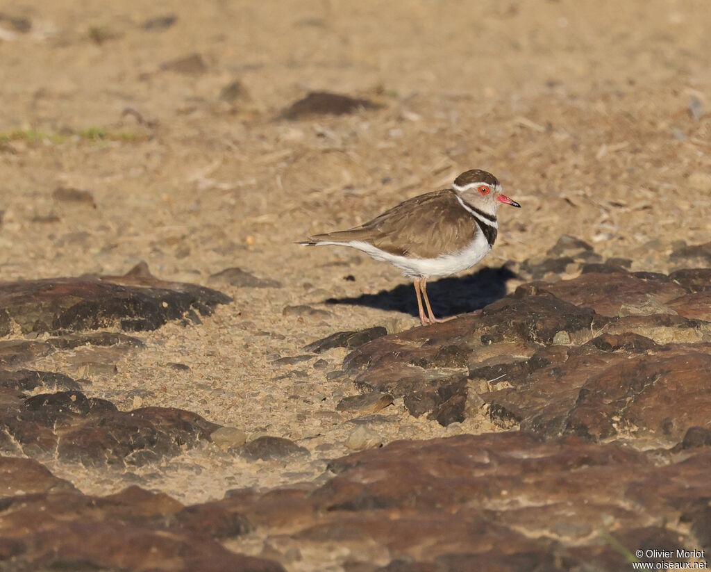 Three-banded Plover