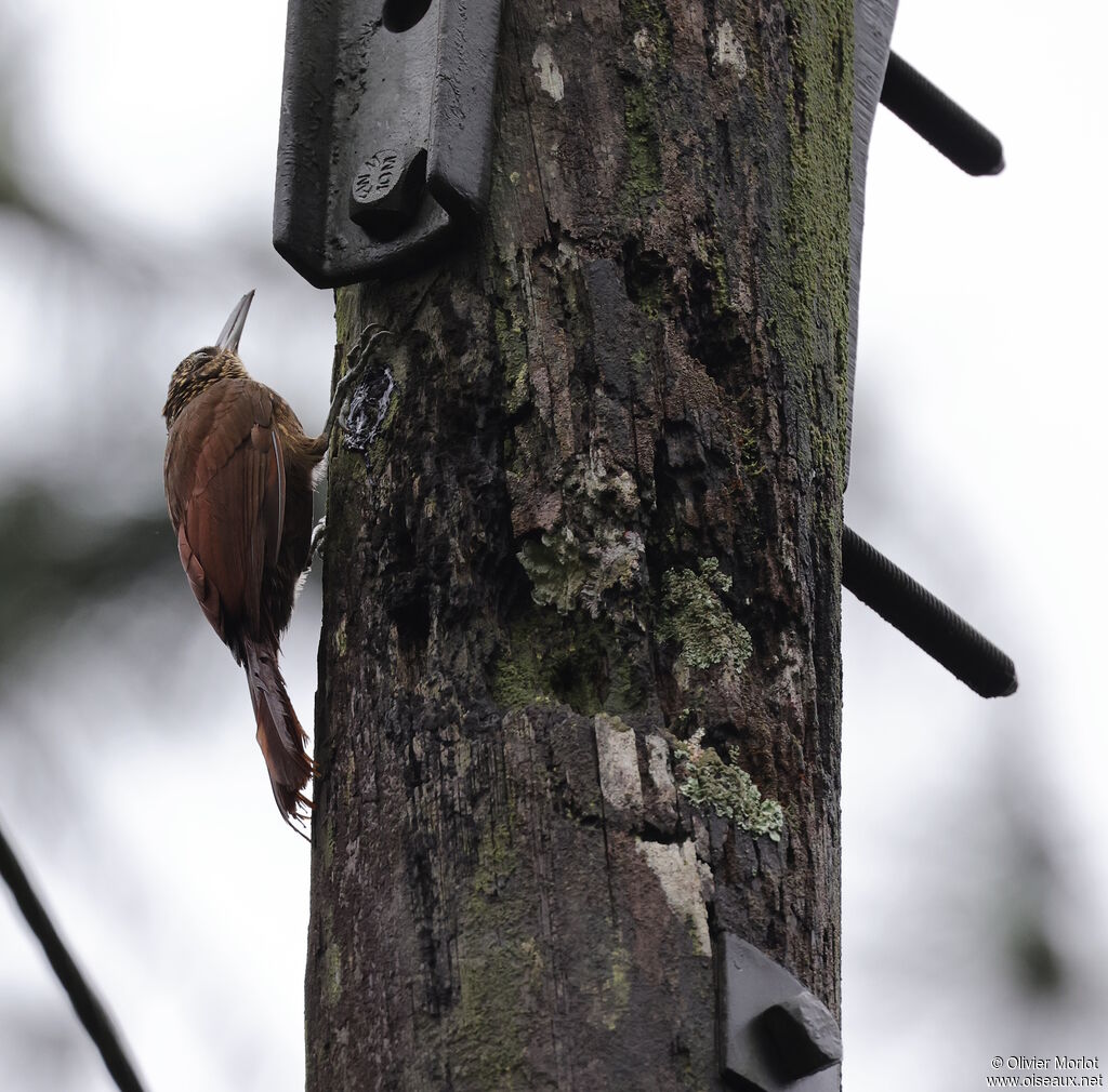 Buff-throated Woodcreeper