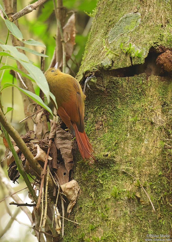 Olivaceous Woodcreeper