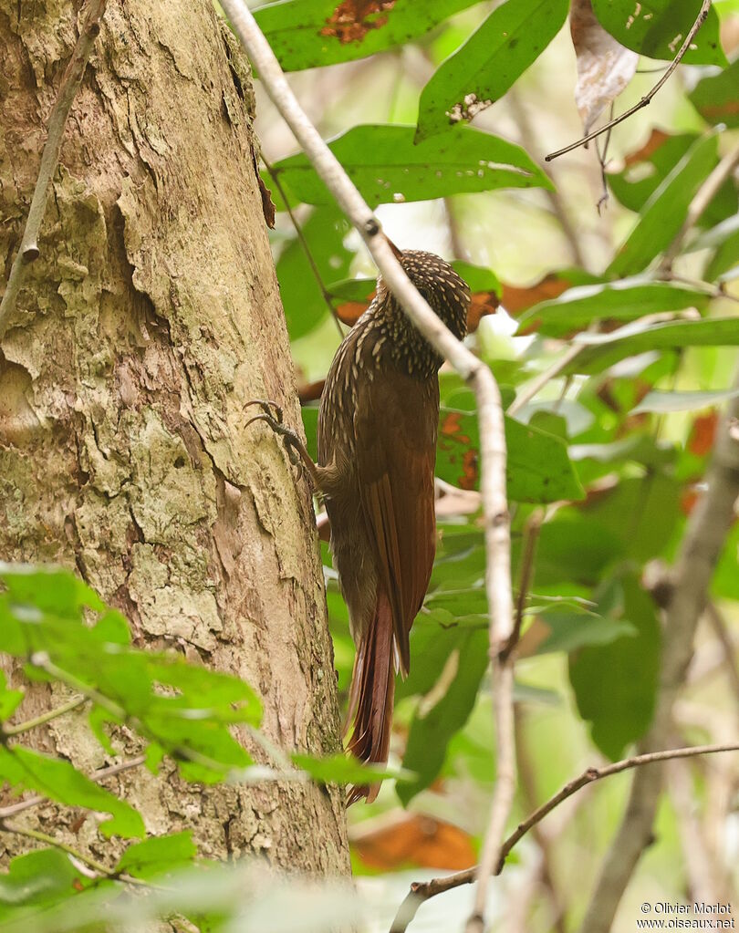 Striped Woodcreeper