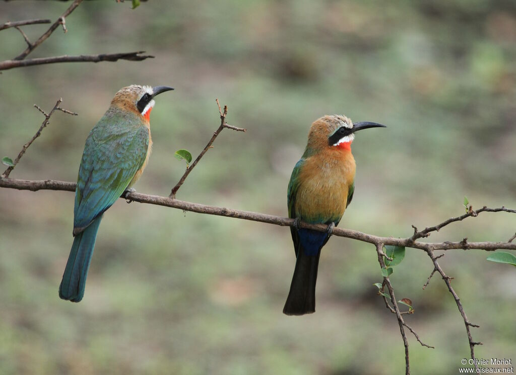 White-fronted Bee-eater
