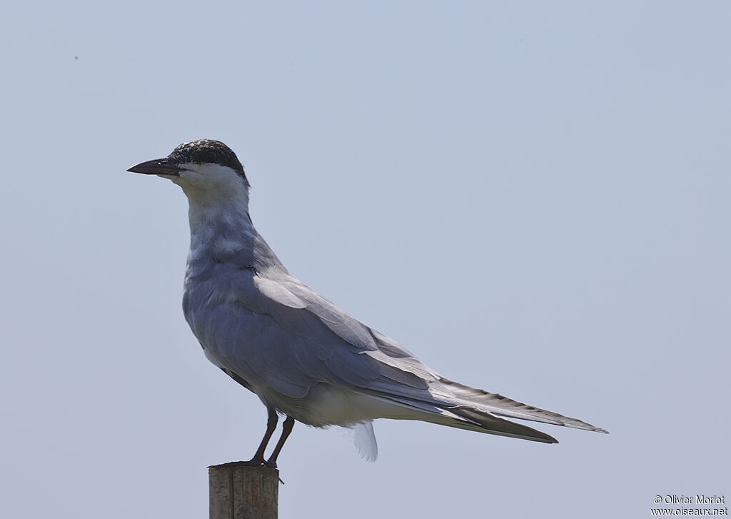Whiskered Ternsubadult