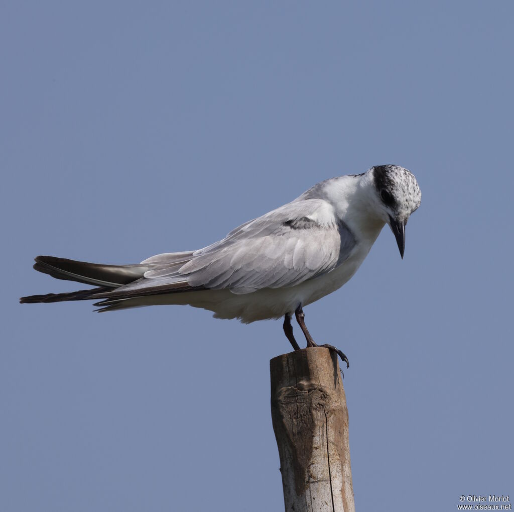 Whiskered Tern