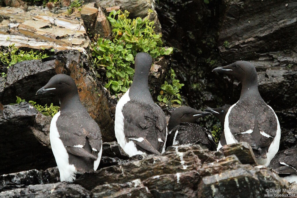 Guillemot de Brünnich