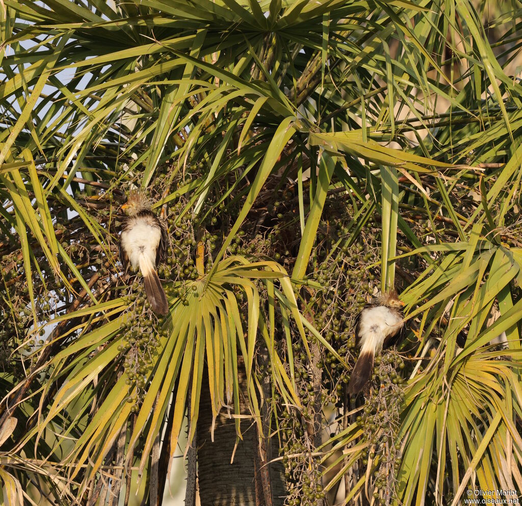 Guira cantara