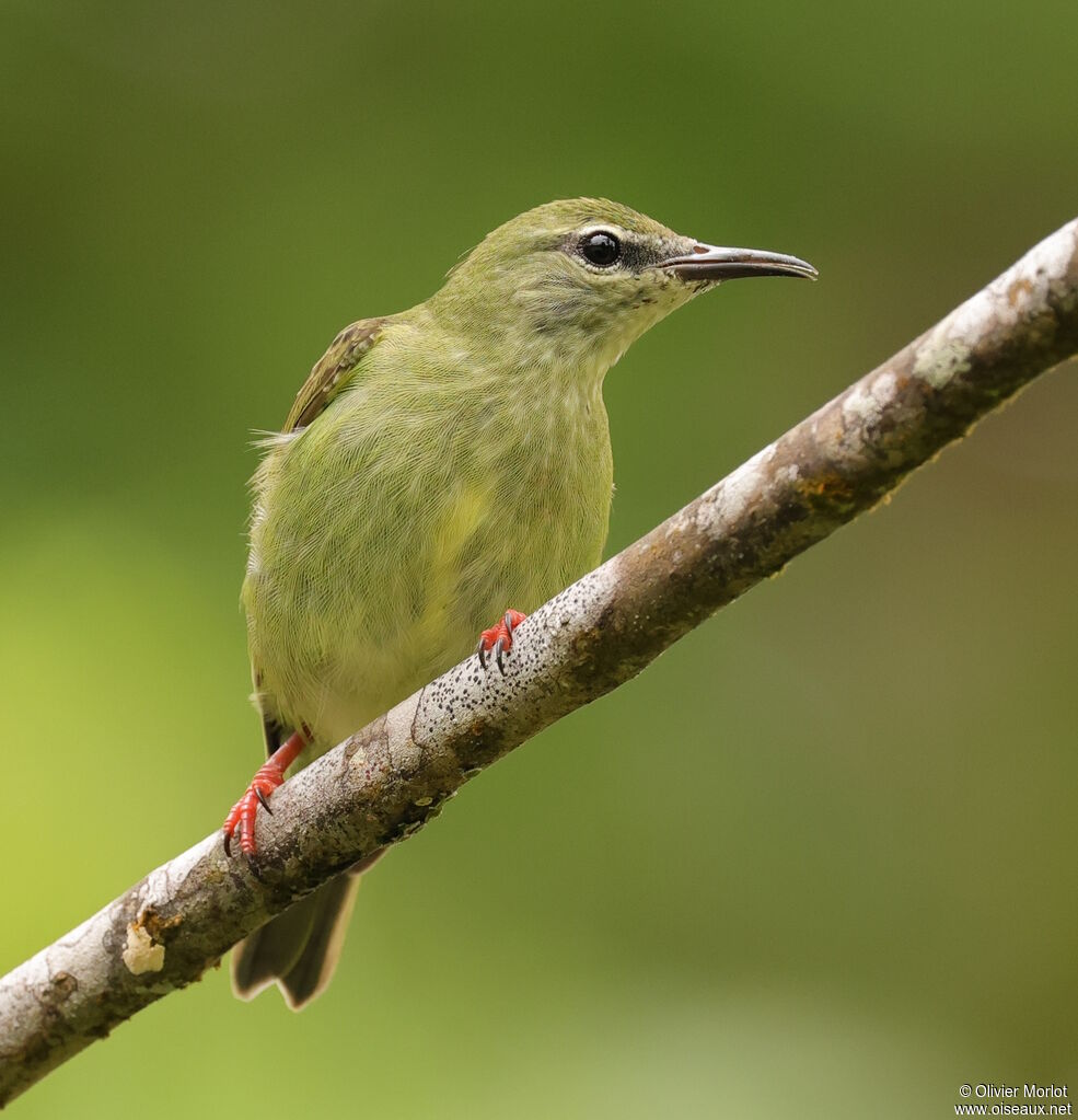 Red-legged Honeycreeper female
