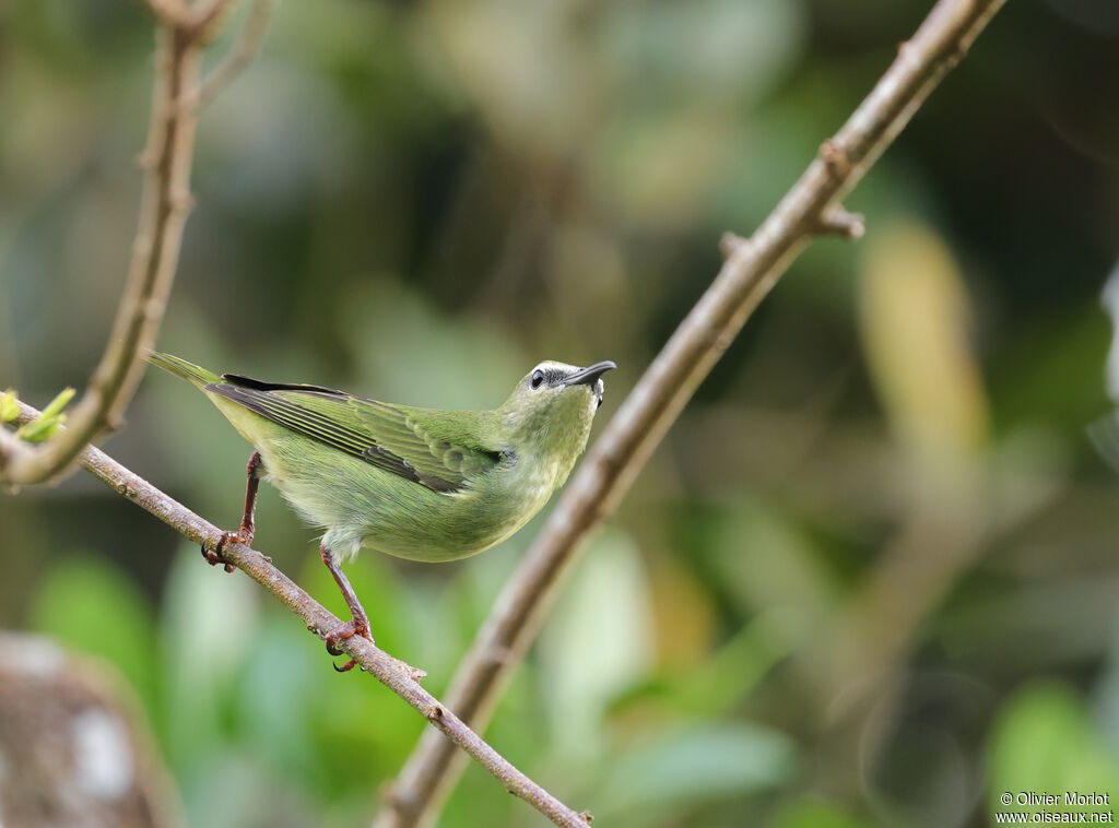 Red-legged Honeycreeper