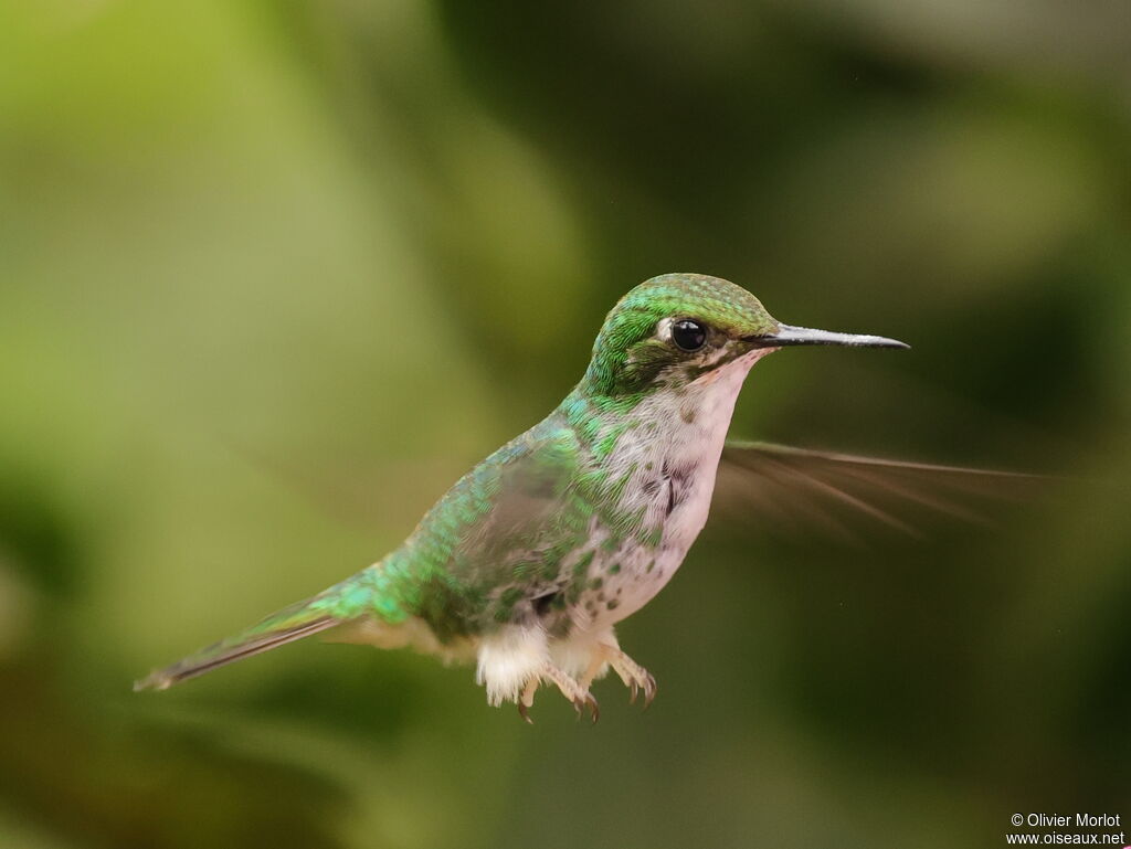White-booted Racket-tail female