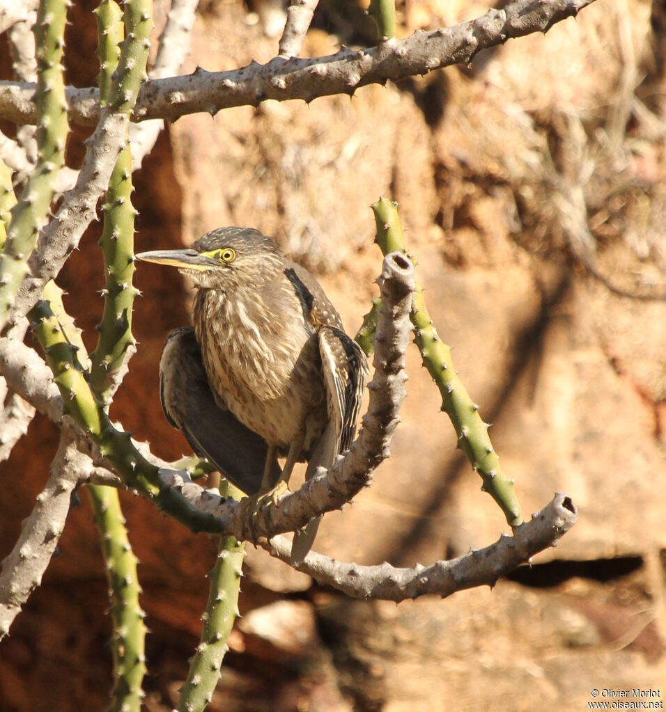 Héron des mangrovesjuvénile