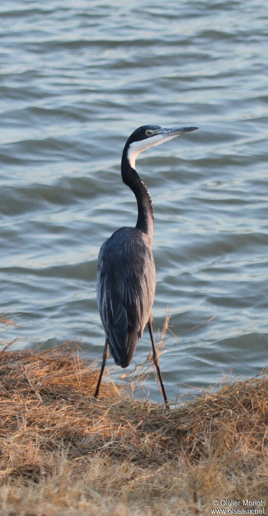 Black-headed Heron