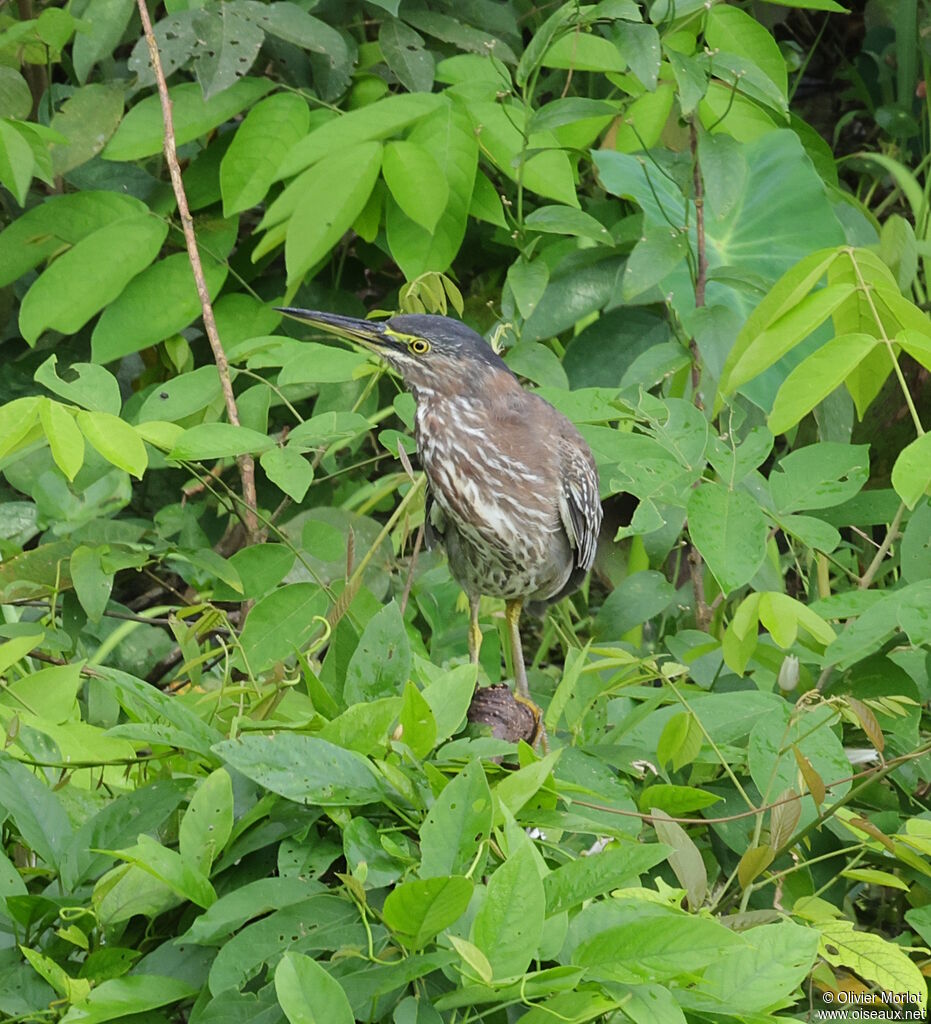 Green Heronjuvenile