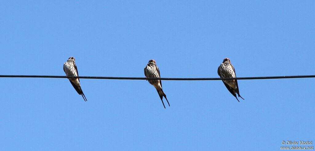 Lesser Striped Swallow