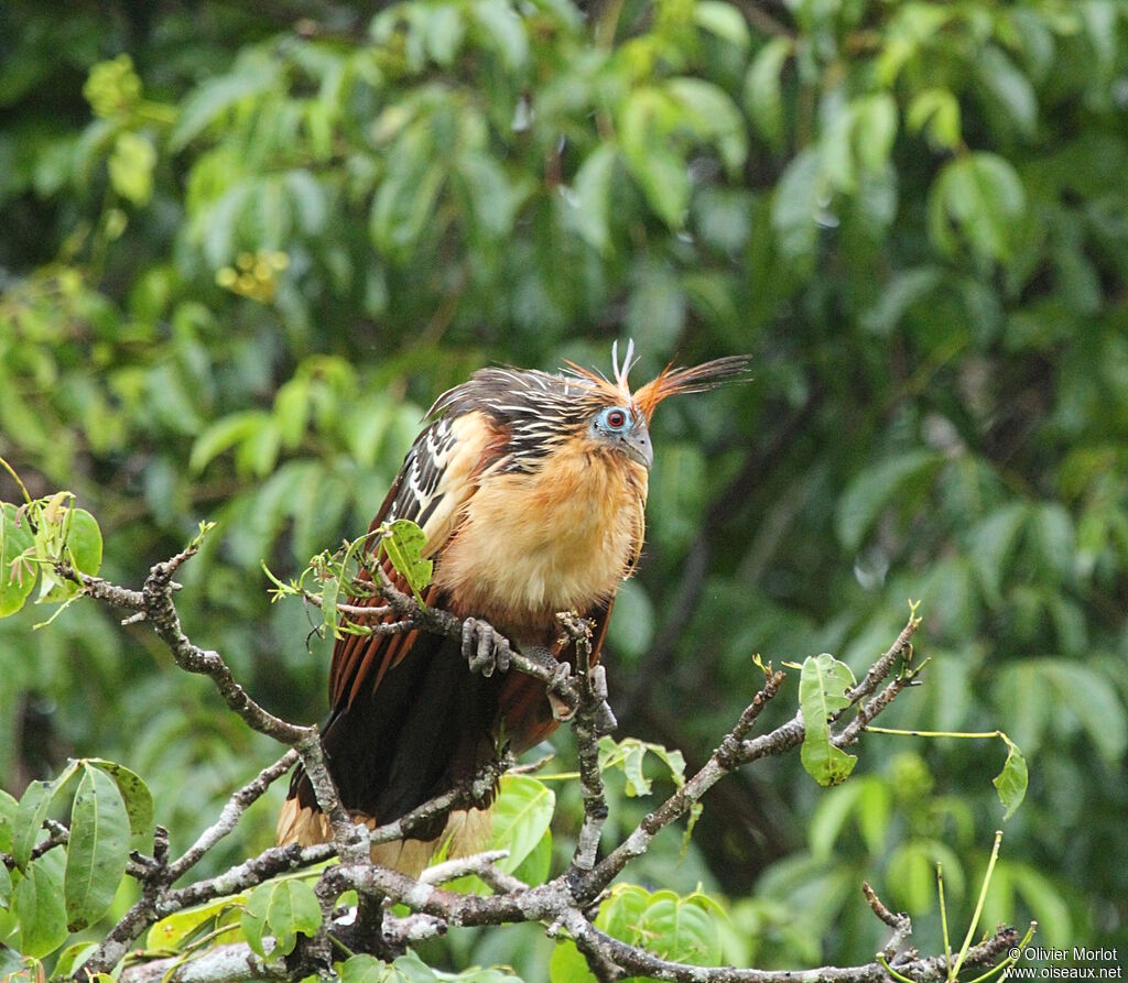 Hoatzin