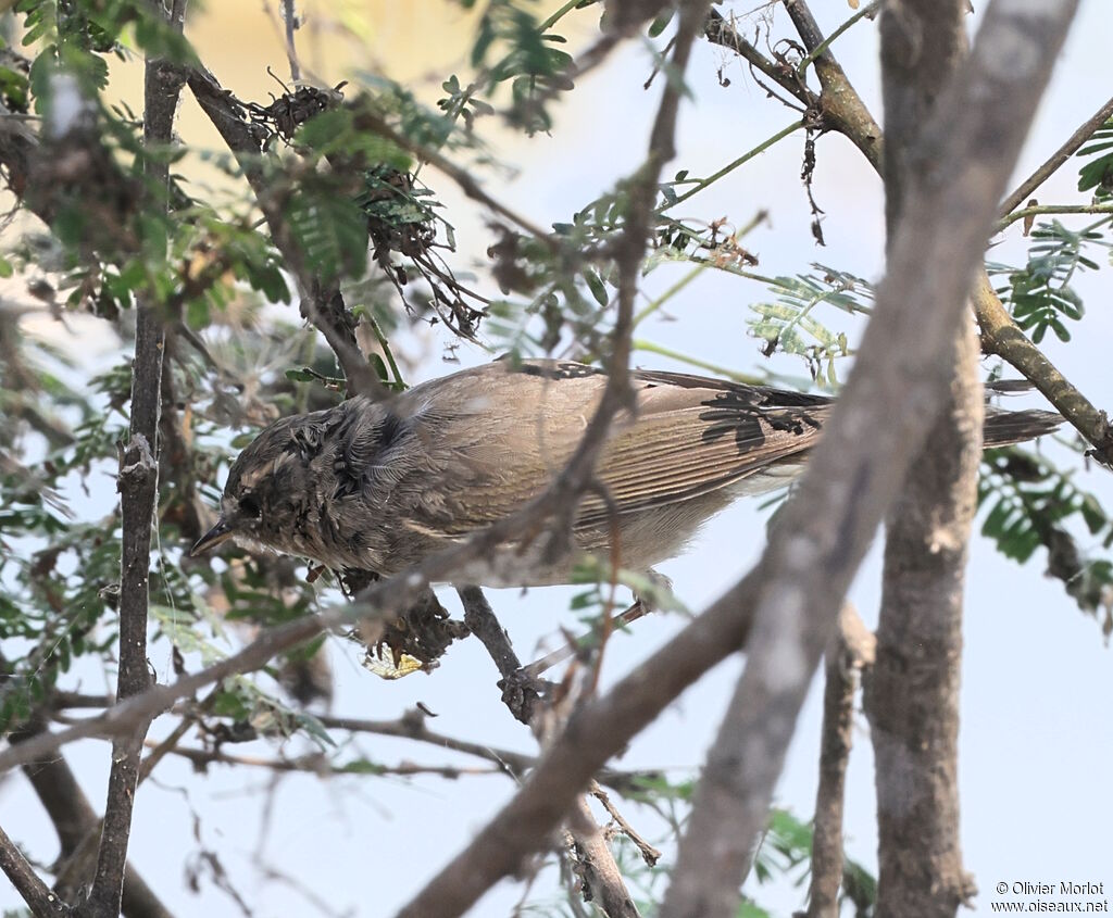 Booted Warbler