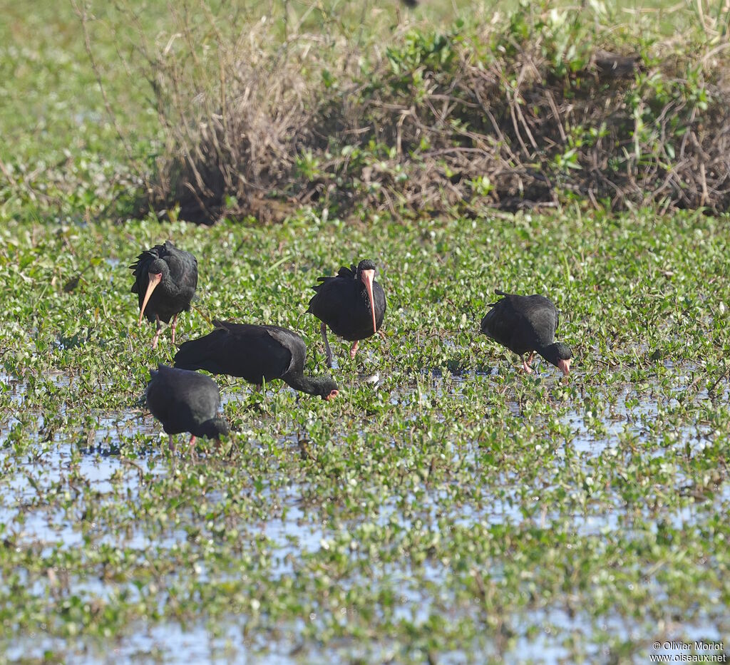 Bare-faced Ibis